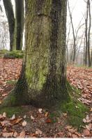 tree bark mossy 0013